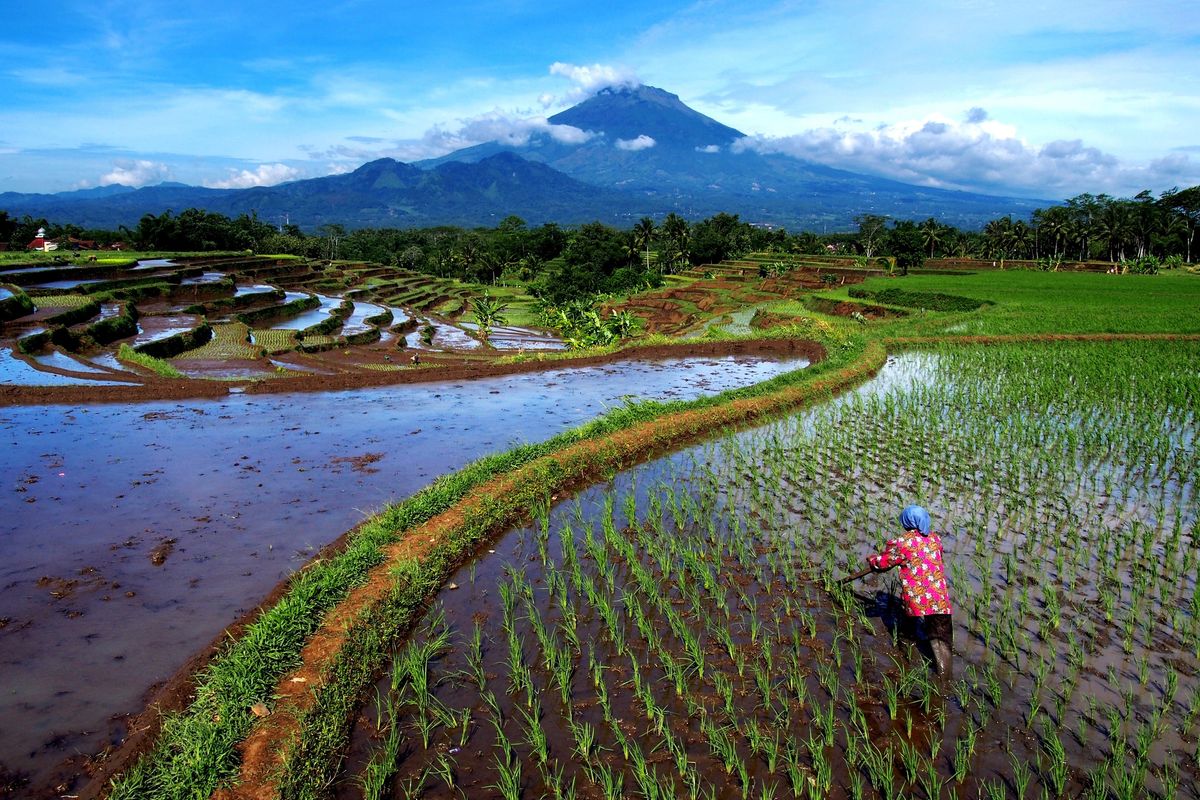 Gratis rejsefordrag: Indonesien og Bali