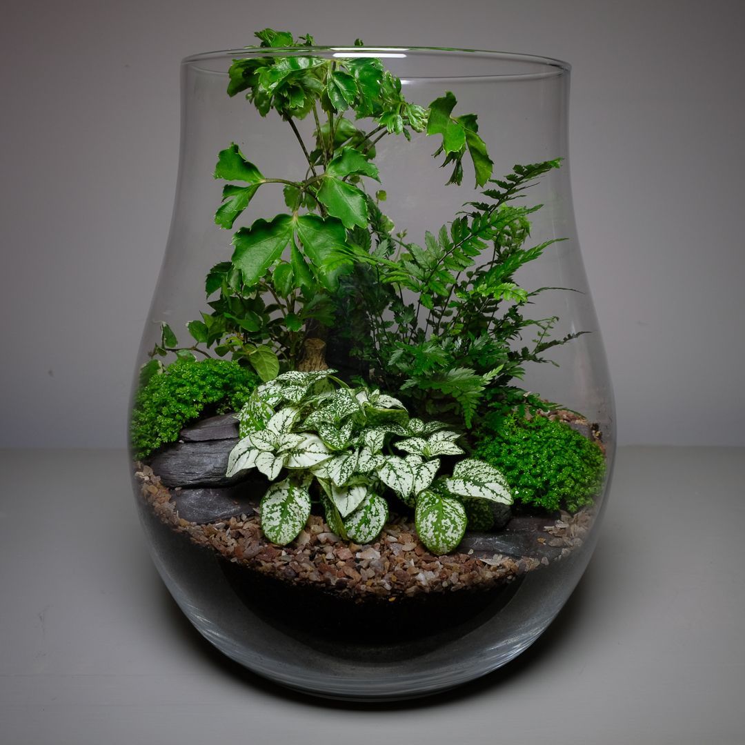  Sip & Plant - Terrarium Time!