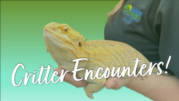 Critter Encounters