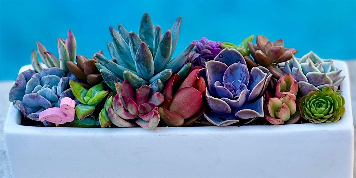 Succulent Jewel Box Workshop (Point Loma, San Diego)