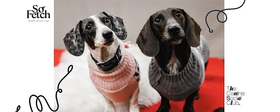 Dachshund 'Sweater Weather' Meet-Up