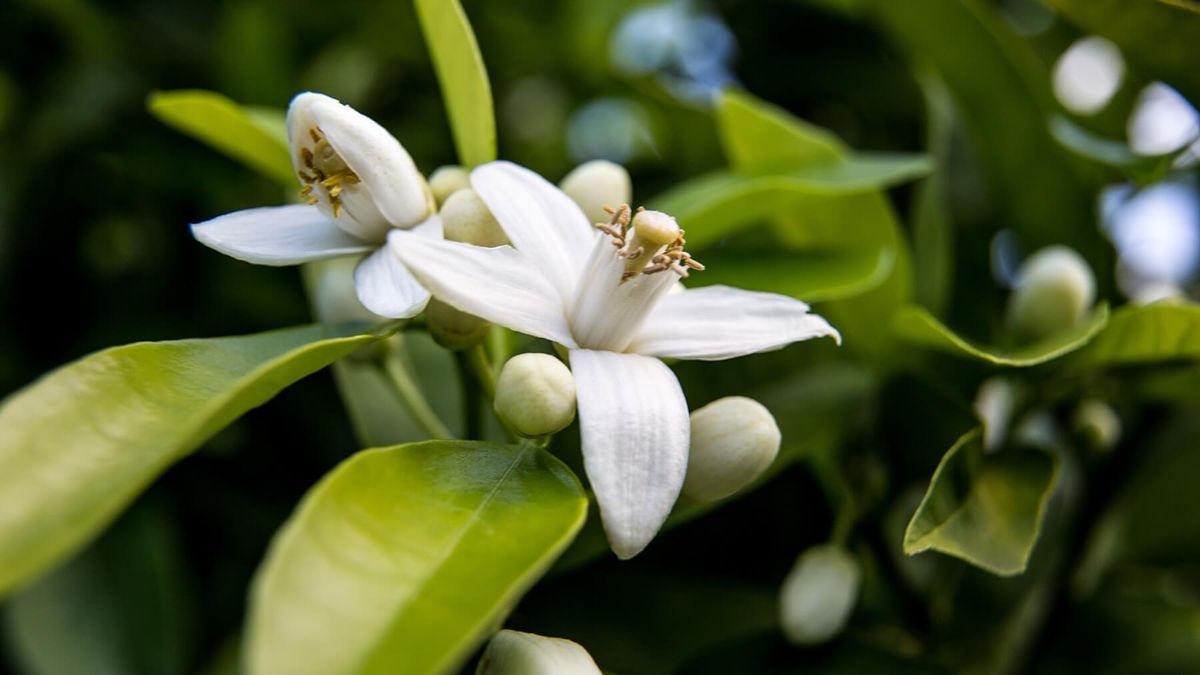 SINNENAS V\u00c4RLD: MED DOFT AV NEROLI