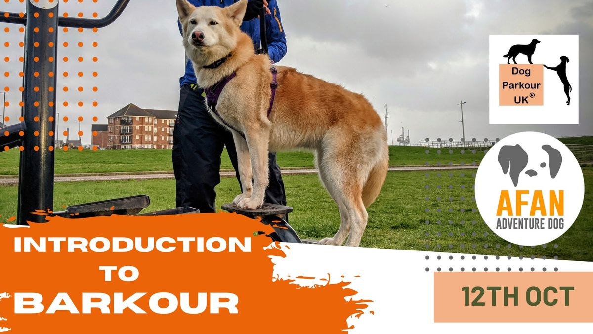 Introduction to Barkour (Dog Parkour)