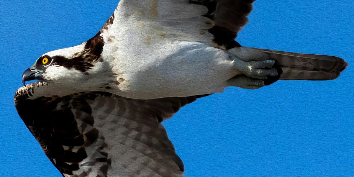 Field Trip: Osprey Acres Stormwater Park & Nature Preserve