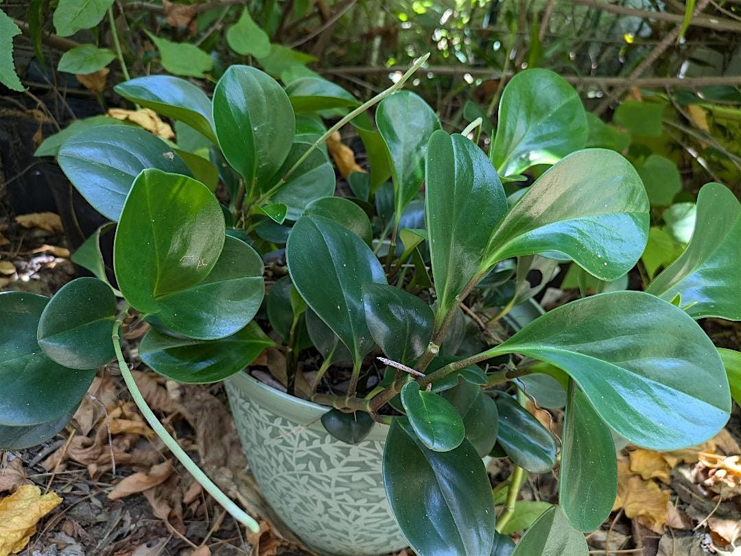 Lovely Shade Plants for Your Central Florida Yard