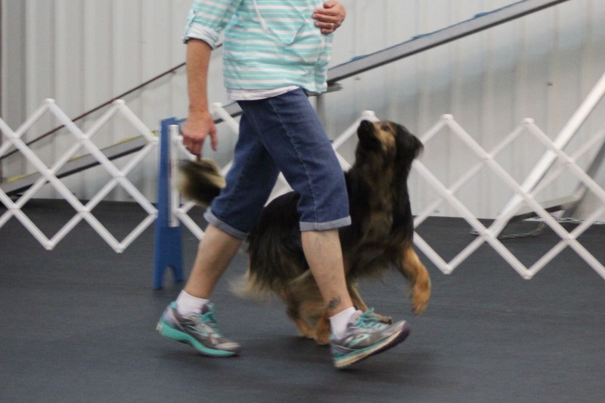 AKC Obedience Trials sponsored by BDTA