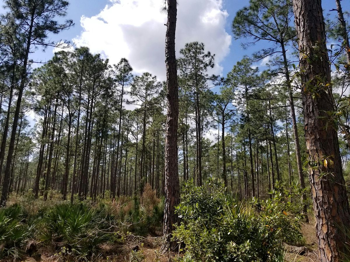 Florida Arbor Day Activities