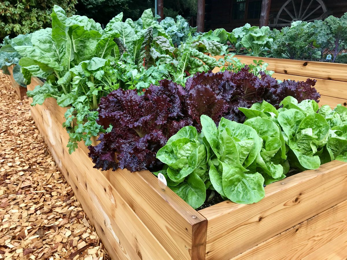 Planting Greens for a Fall Harvest in your Vegetable Garden