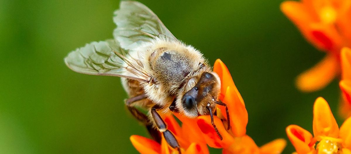 What\u2019s All the Buzz? (In-person Conservation and Stewardship Class)