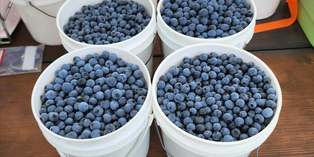Kent's U-Pick Blueberries Farm - Sunday June 16, 2024