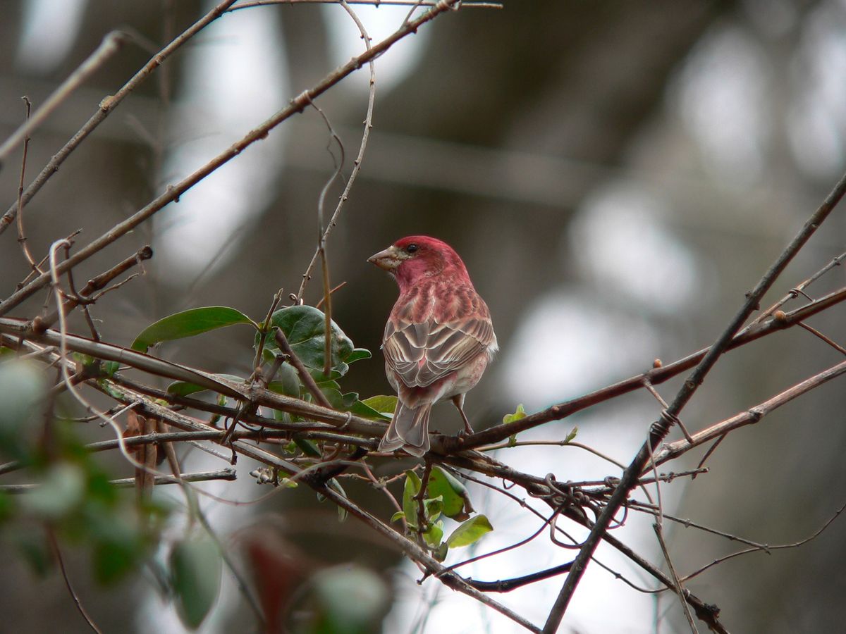 Central Loudoun Christmas Bird Count