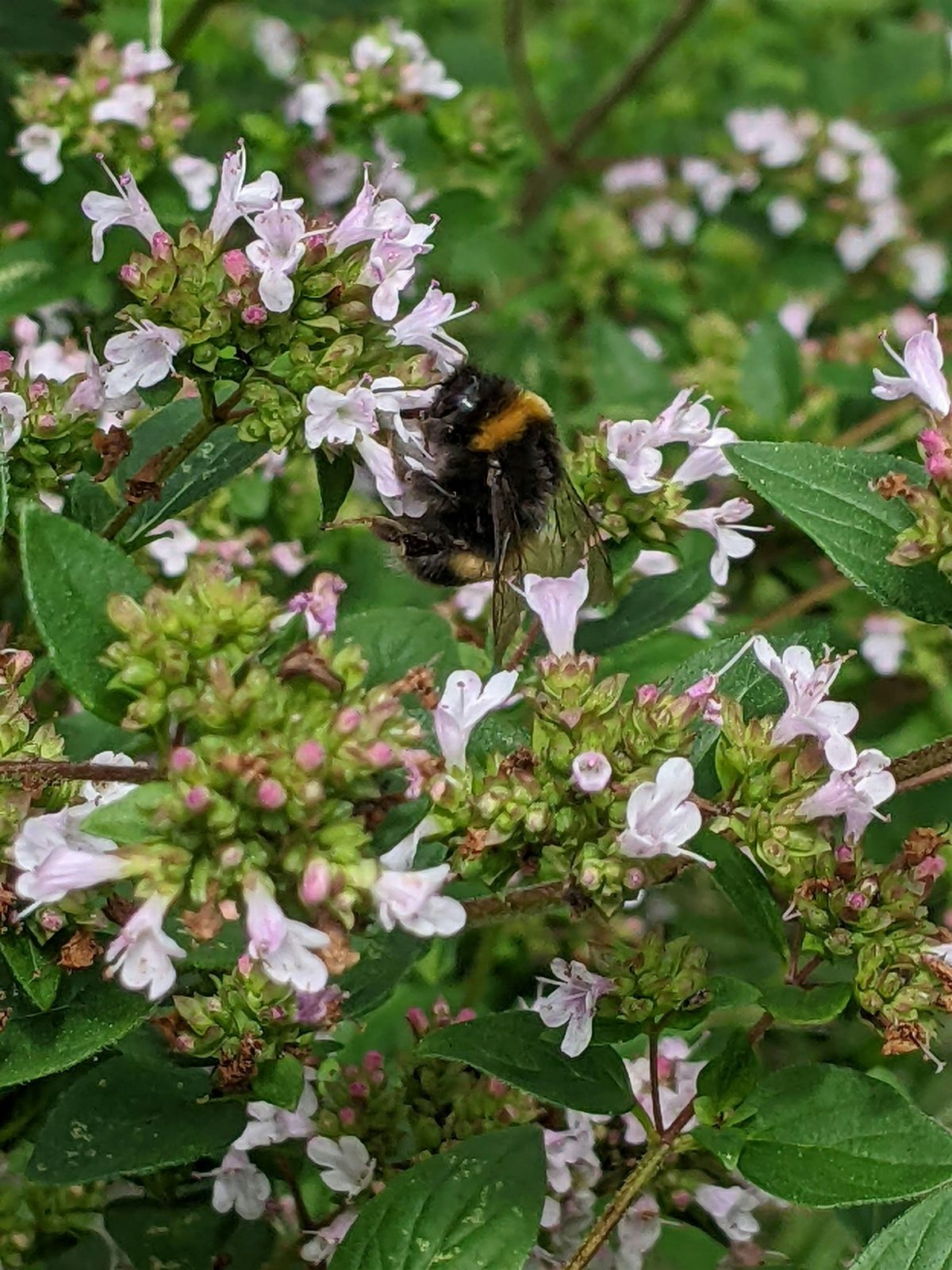 Introduction to Wildlife Garden Design