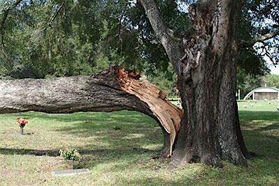 7-25-2024  Hurricanes and Trees
