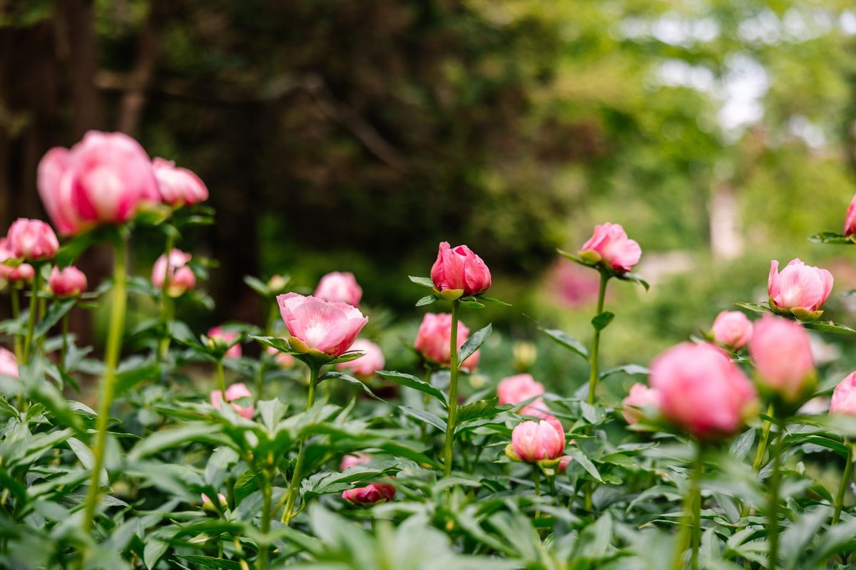 Garden & Estate Insider: Peonies