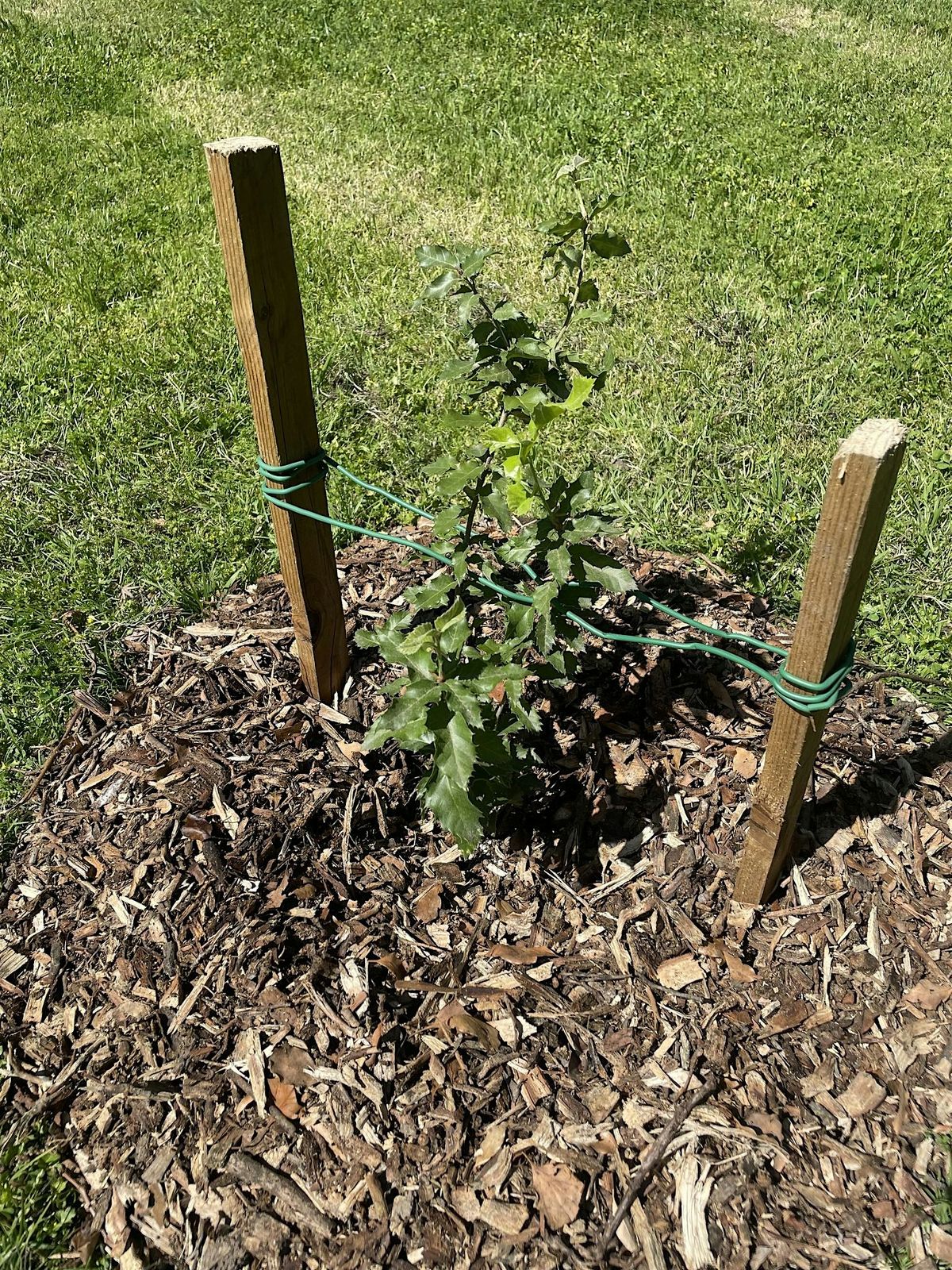 Marshall Park Tree Planting Sacramento