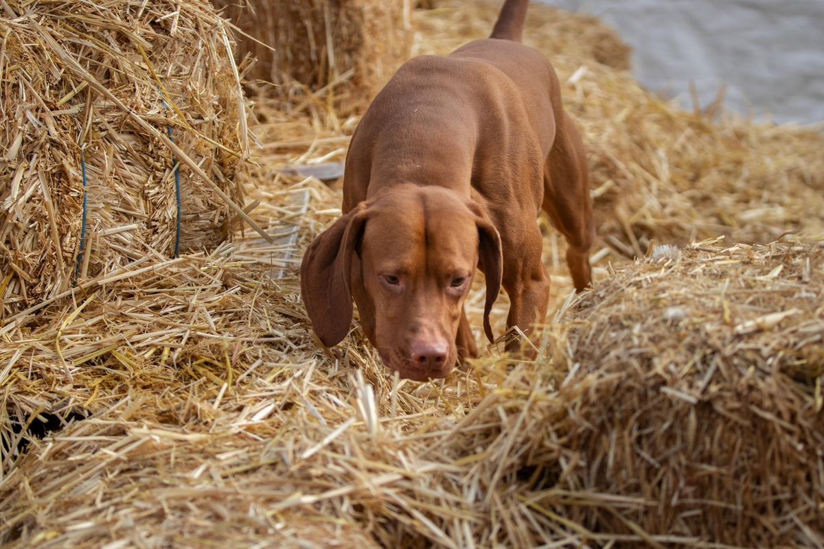 A Winter Barn Hunt Trial