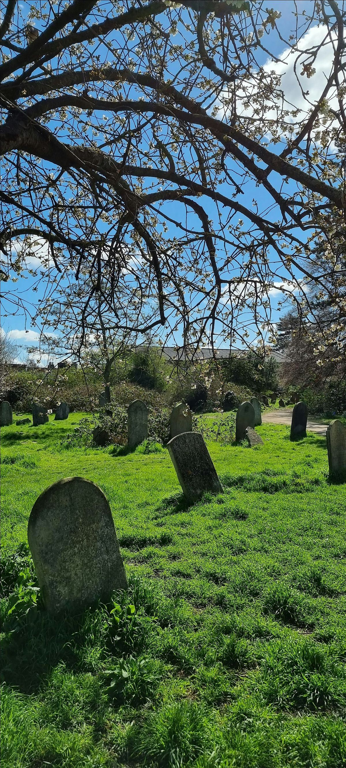 Biodiversity at Mill Road Cemetery