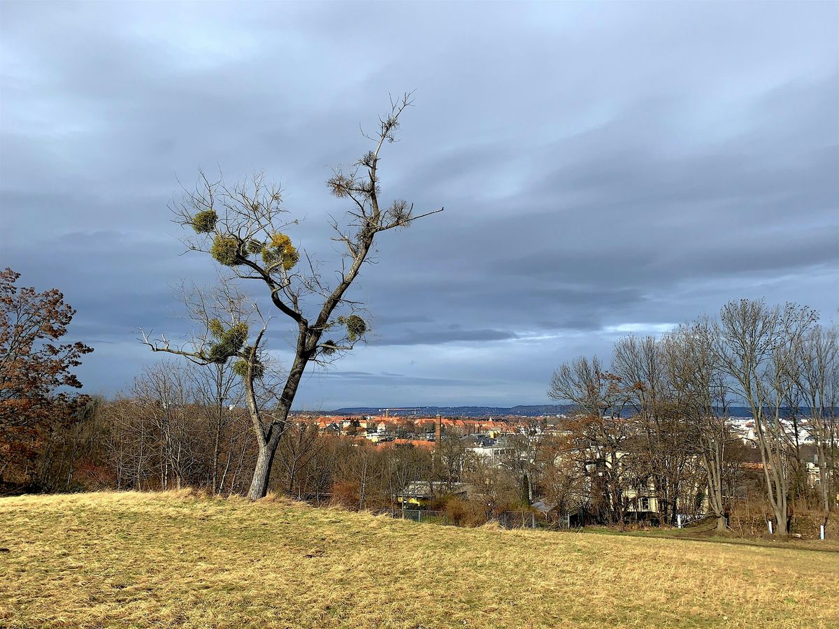 Dresden-Plauen (NUR f\u00fcr Gro\u00dfe 45 bis 65 Jahre)