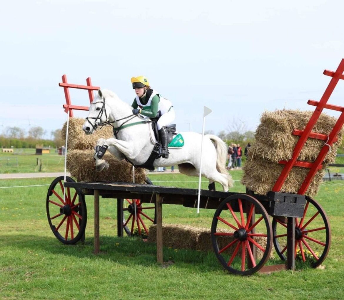 Irish Event Pony Showcase