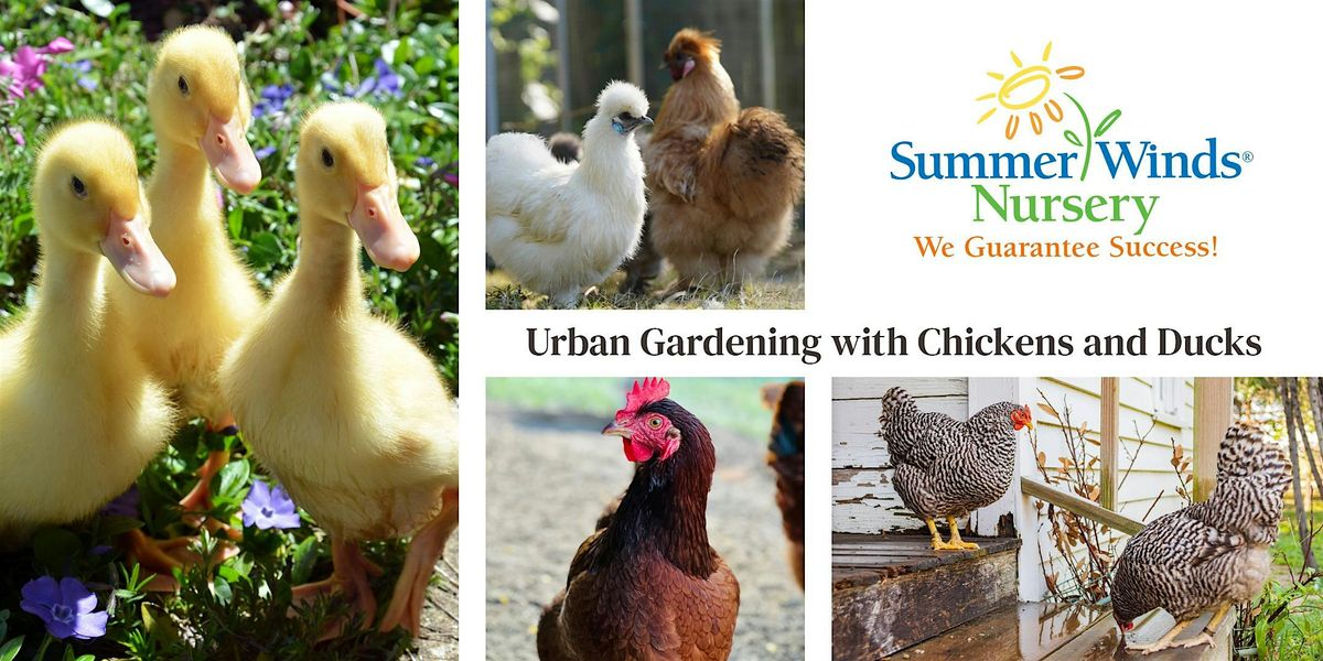 Urban Gardening with Chicken and Ducks