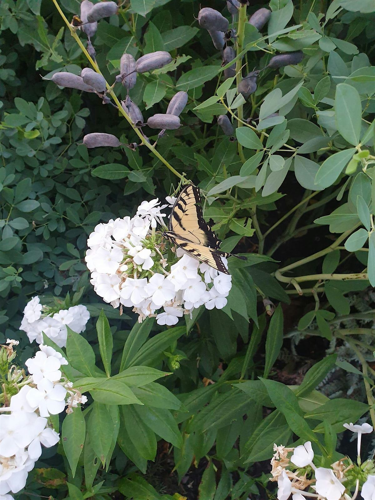 For the Love of Lepidoptera:  Moths and Butterflies Deserve your Garden Love