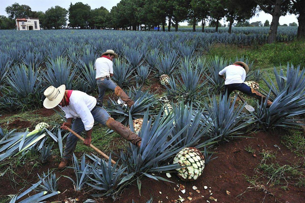 Tequila Masterclass