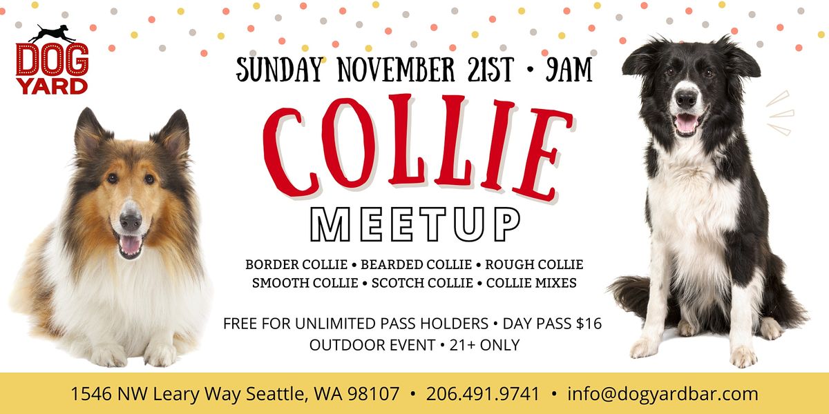 Collie Meetup at the Dog Yard - Sunday Nov 21