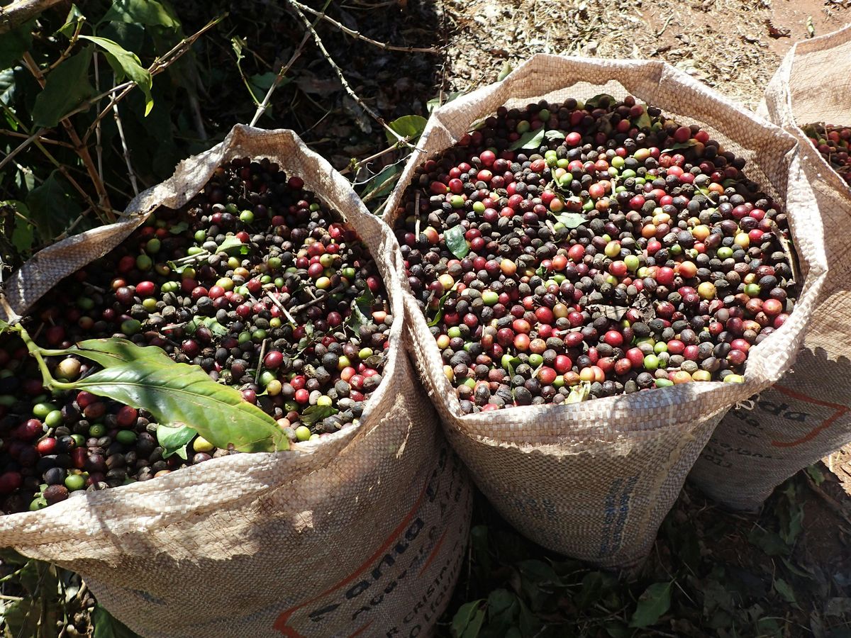 Coffee, value & sustainability