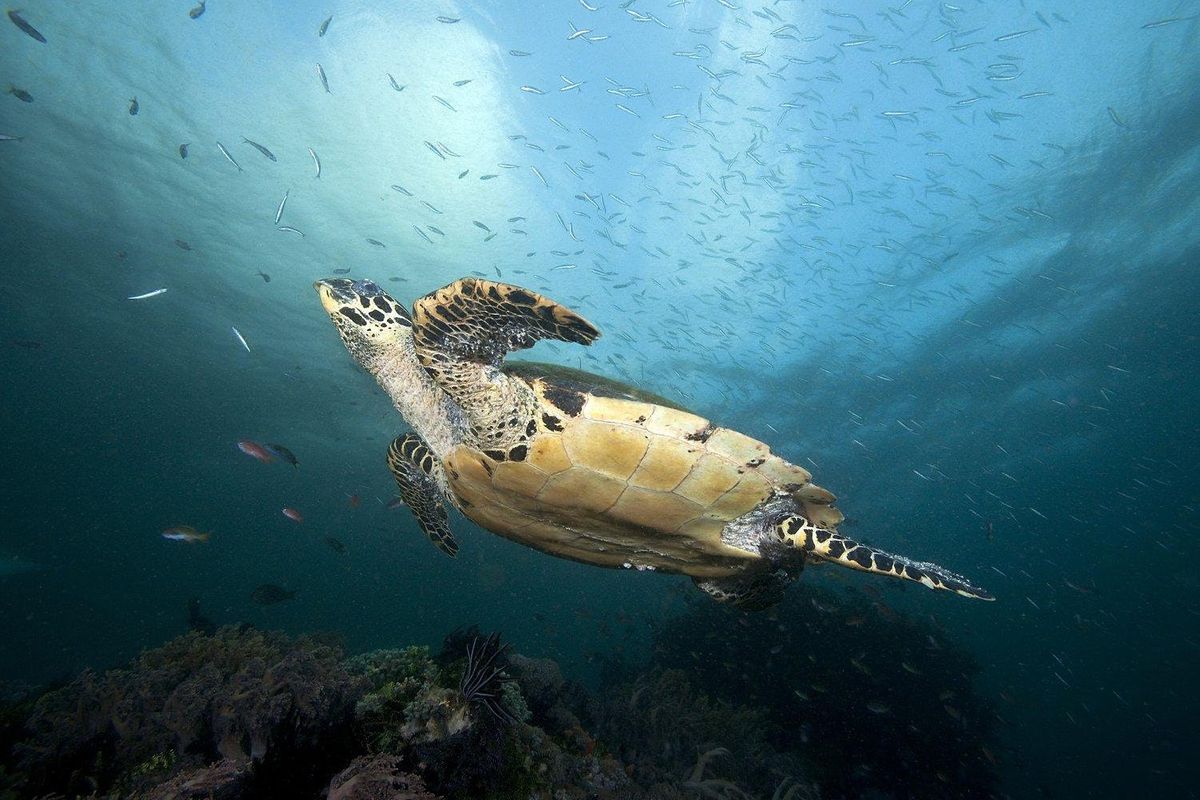 Have You Met a Hawksbill Turtle? - Conservation International