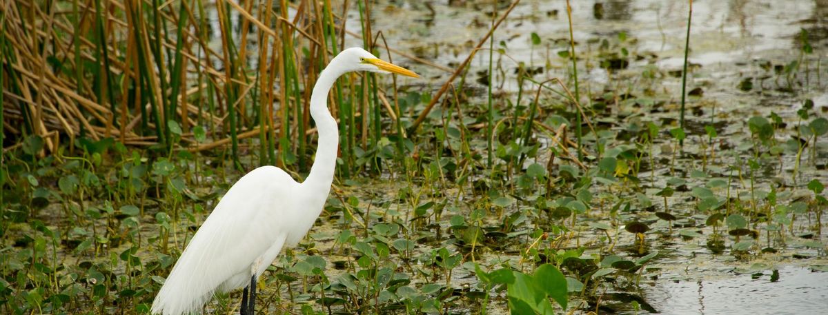 Orlando Lakes Clean-Up - Lake Lorna Doone