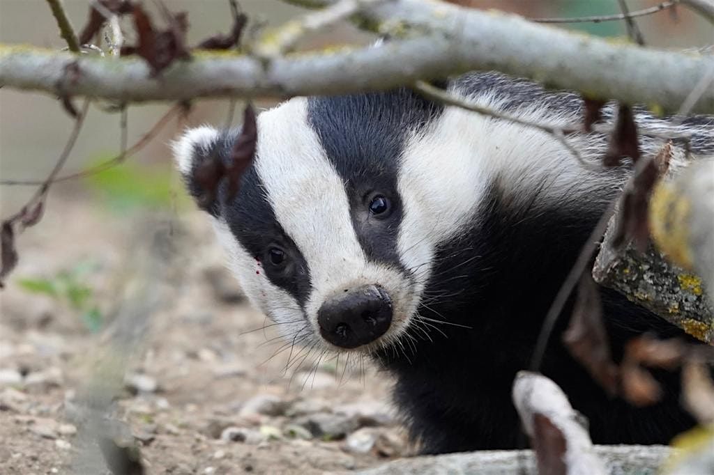 Brilliant Badger Fundraising Talk