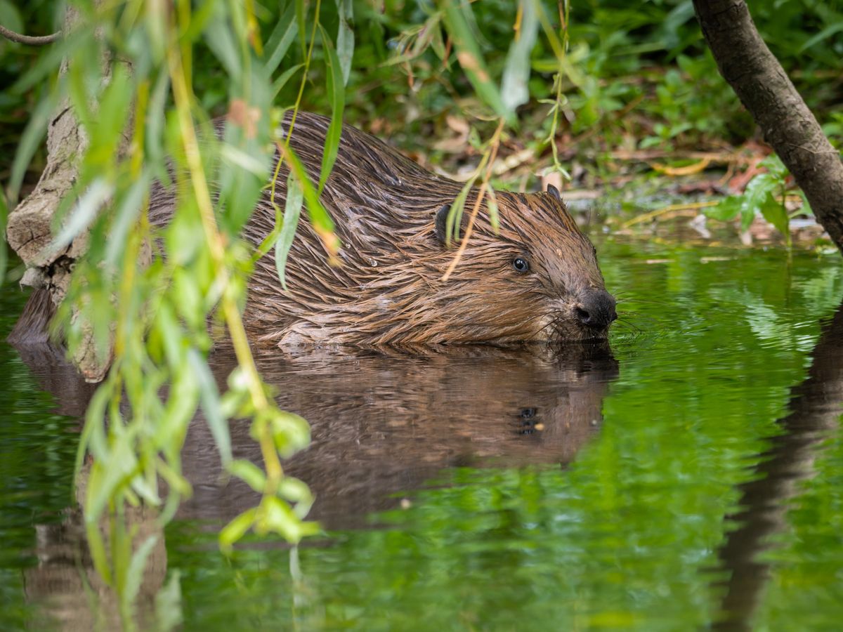 Beaver Tour and Talk 