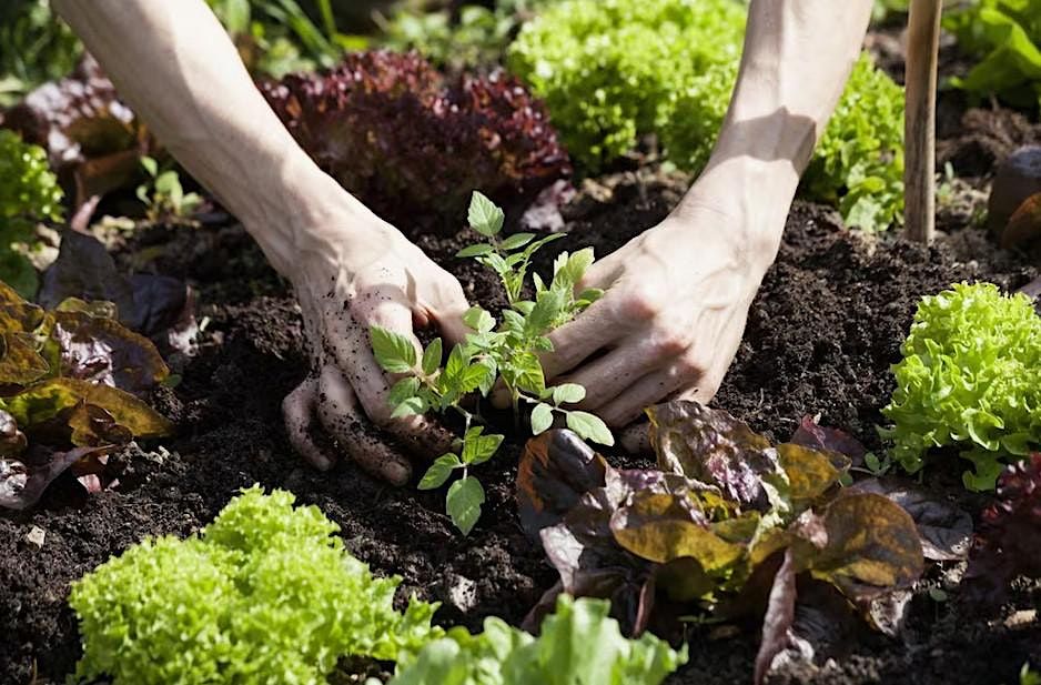 Vegetable gardening taster course Sunday 25th Feb 10:30-11:30