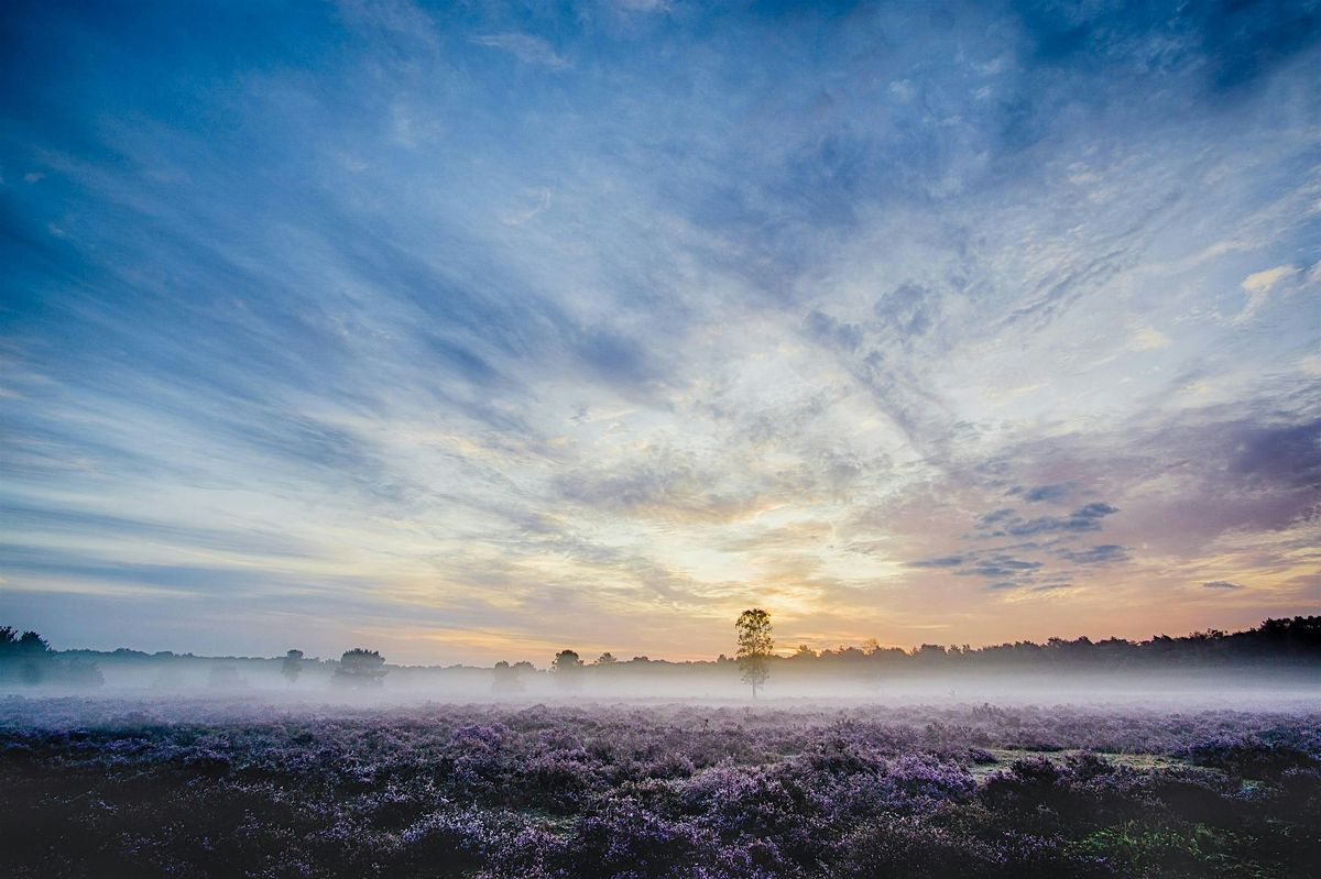 CHRISTCHURCH New Forest: Pink heather paradise and stunning sea views