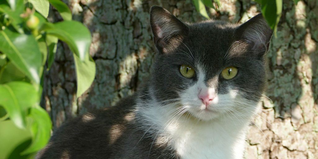 Community Cat TNR Surgery Day 