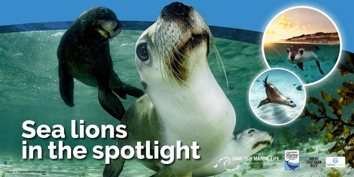 Sea Lions in the Spotlight