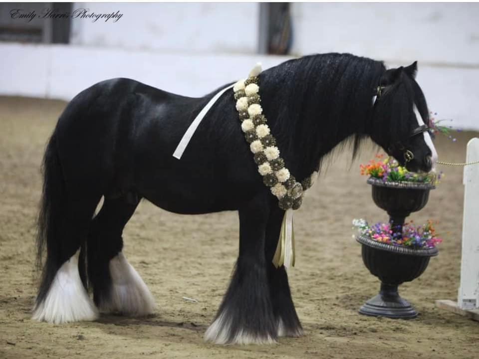 THE EAST ANGLIA HORSE SHOW