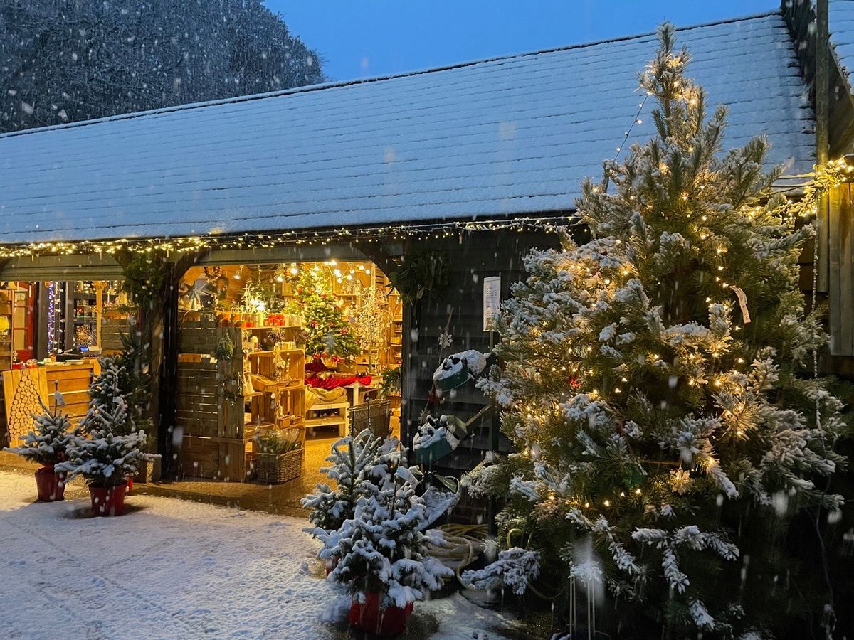 Carol Singing at Catsfield Christmas Tree Farm