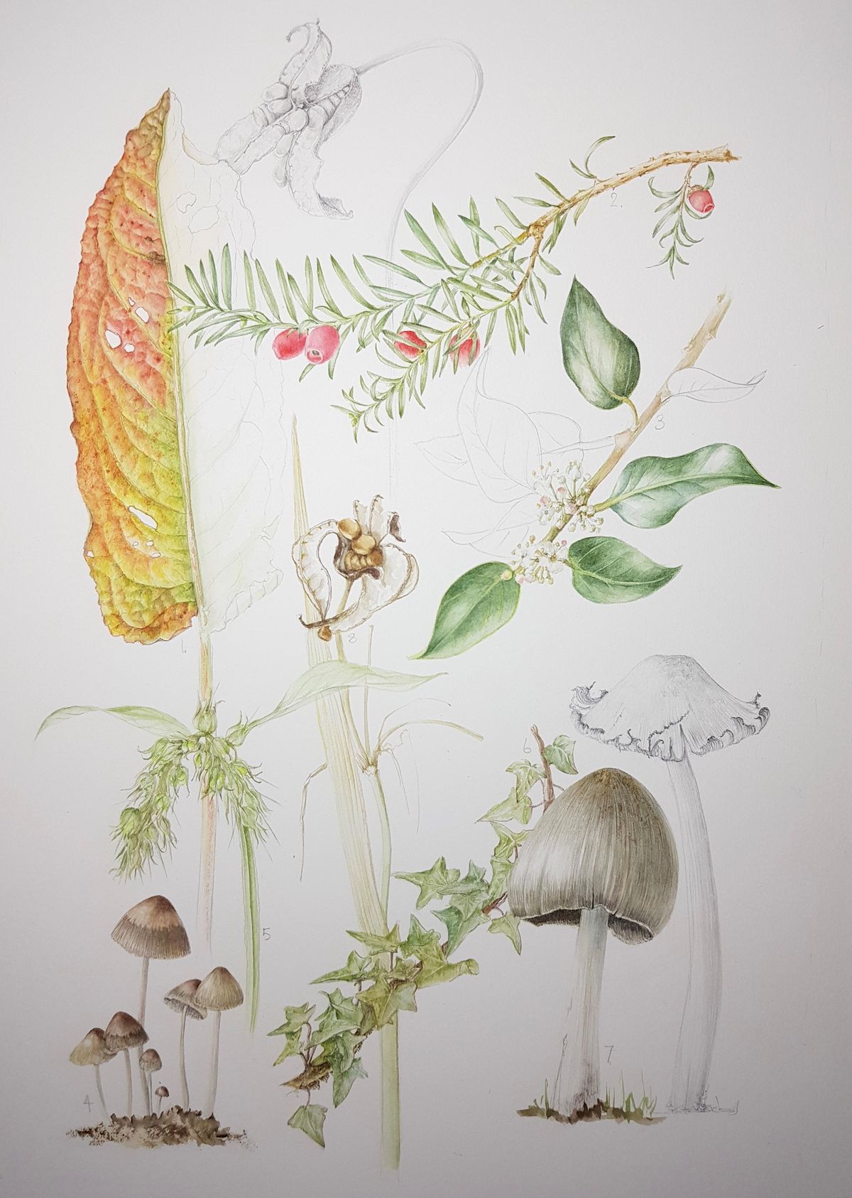 Autumn Botanical Painting Workshop