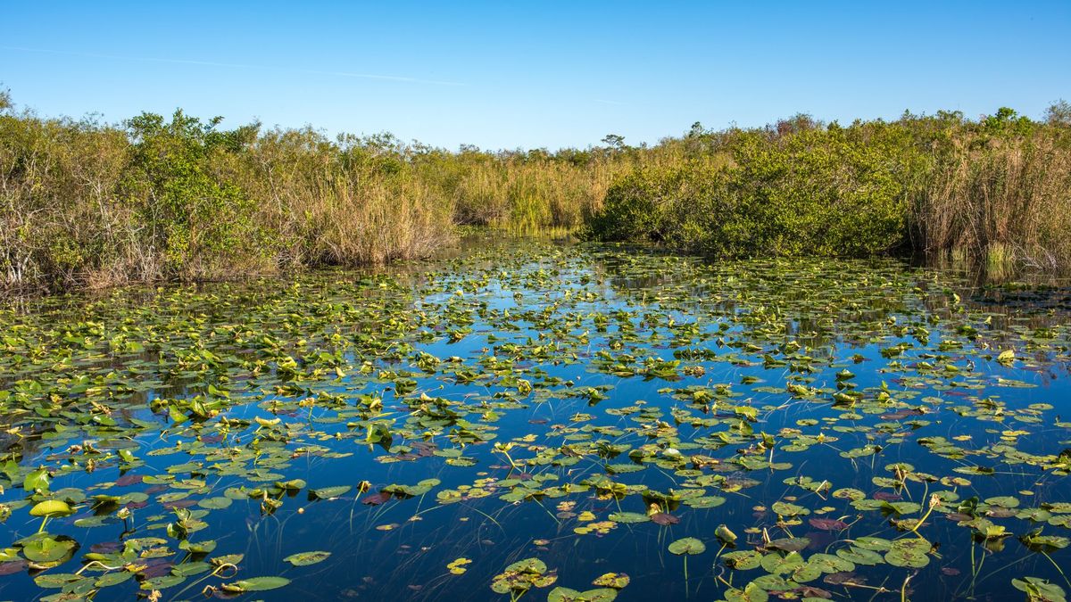 Mini-Me Science: Everglades Connection Part 1 \u2013 ForEverglades