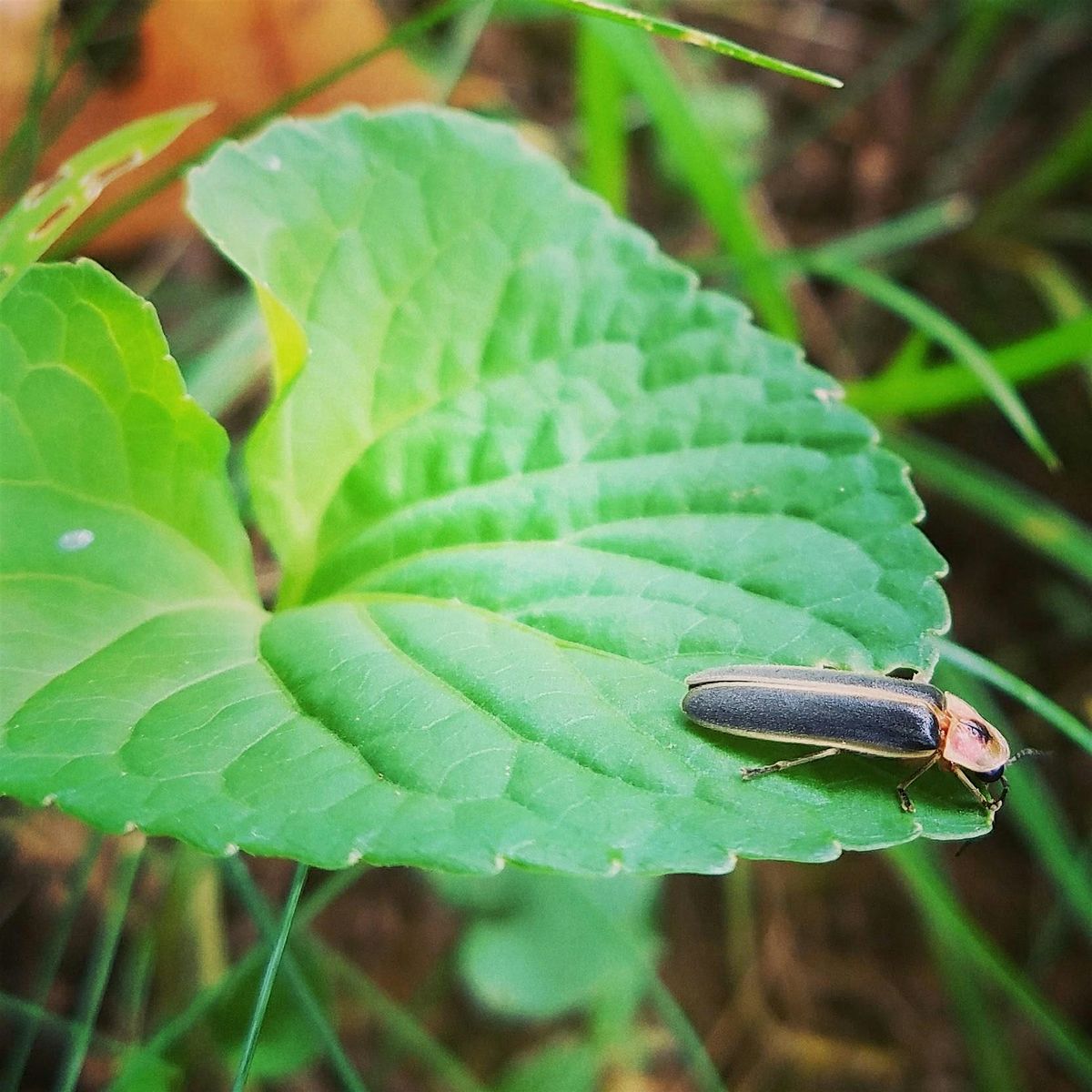 Firefly Night Hike & Celebration at the Brewery