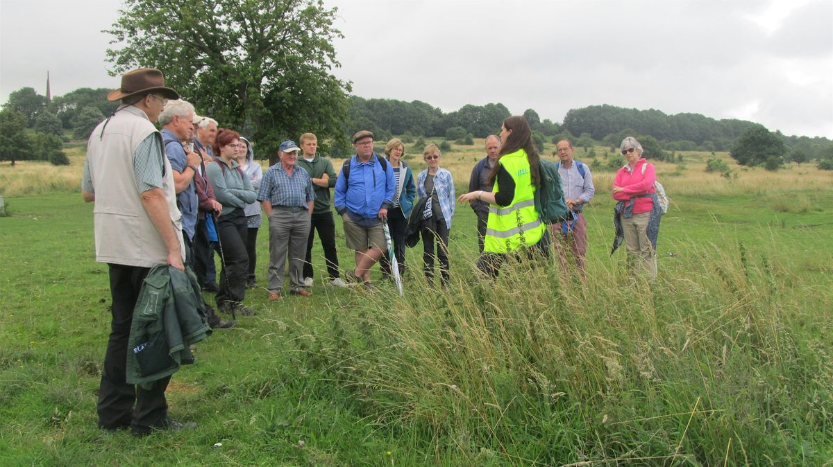 Lammas Evening Herb Walk - The Medicinal Plants of Lincoln's South Common