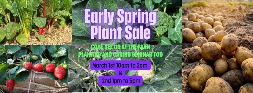 Huge Plant Sale, Early Spring Plants, Strawberries and Organic Seed Potatoes