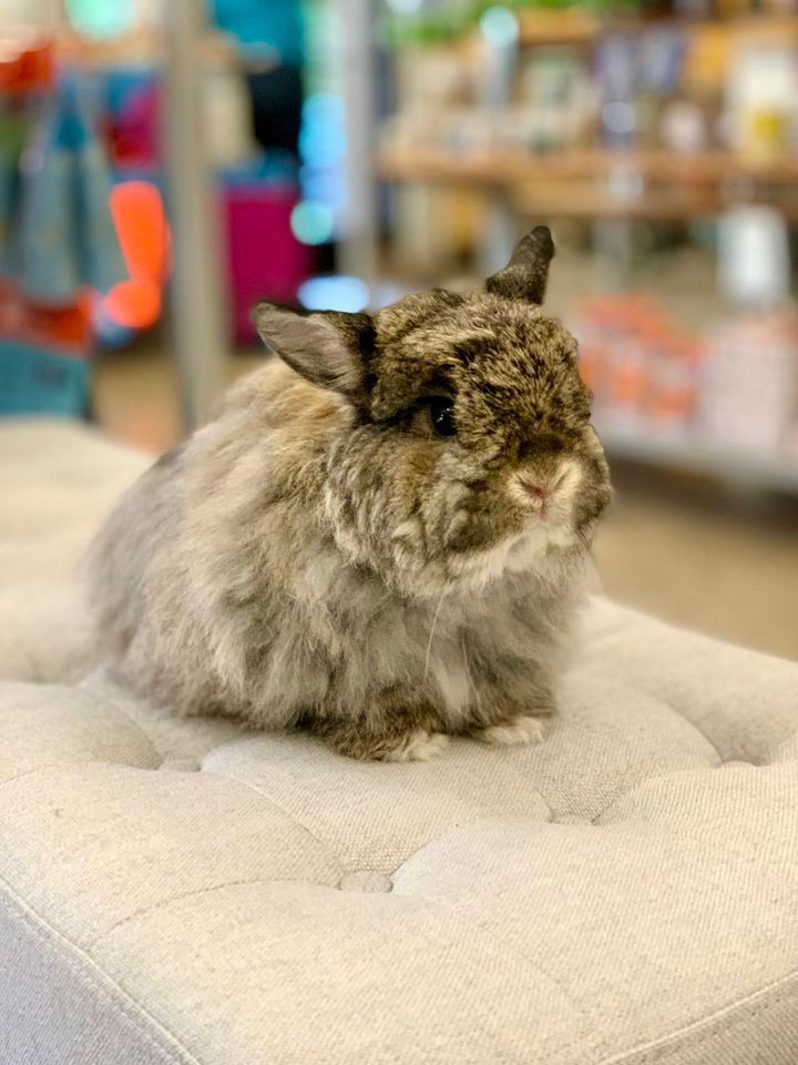 Bunny Spa Day Tigard, The Filling Station Pet Supplies (Tigard Store