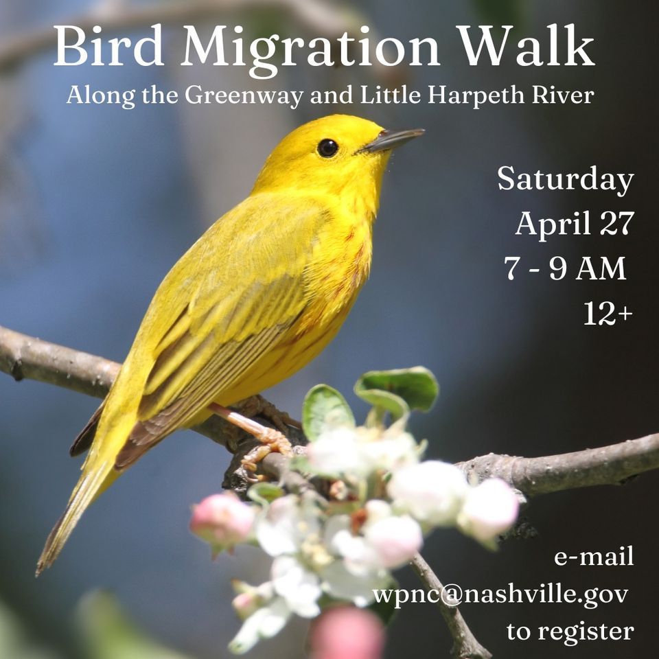 Bird Migration Walk Along the Greenway and Little Harpeth River