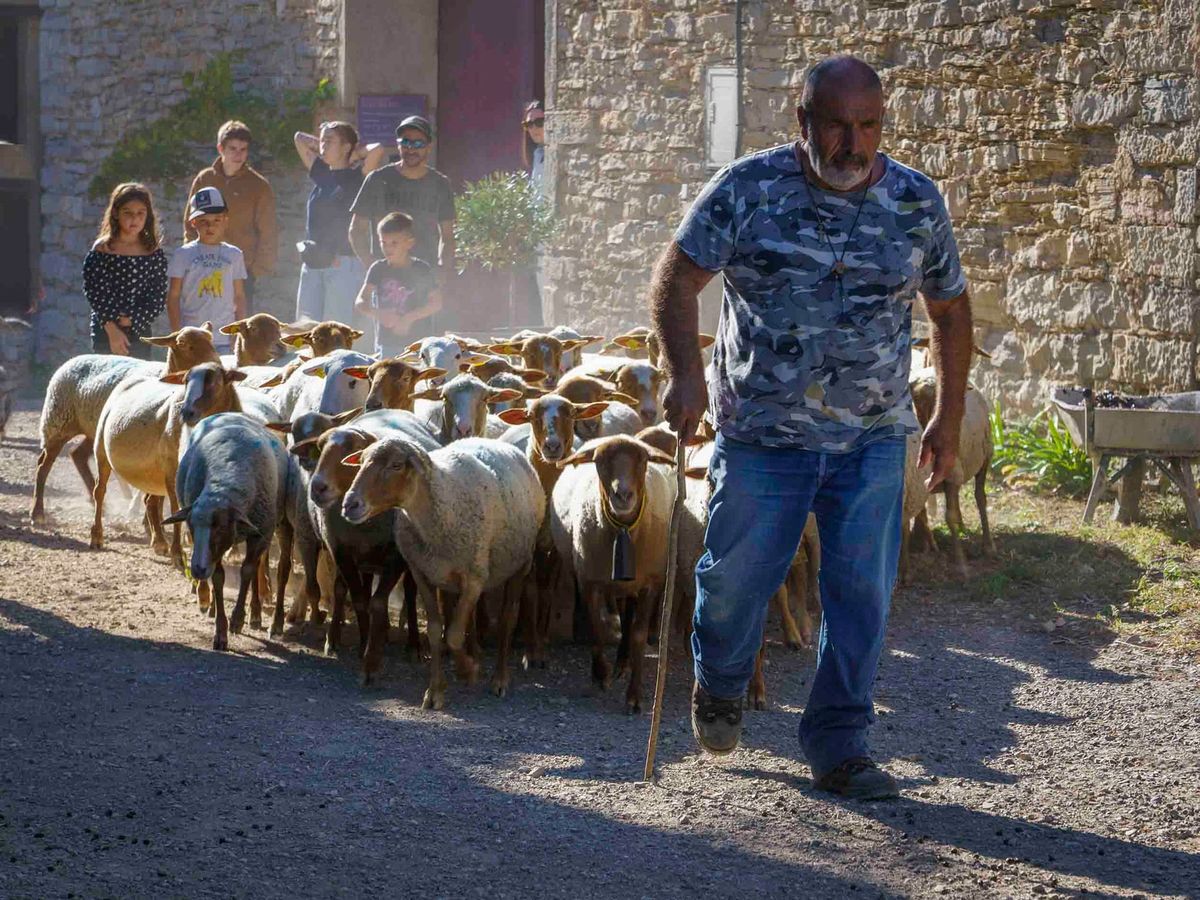 Bergers de l'Hortus - Stage formation chiens de troupeaux avec Didier Fischer