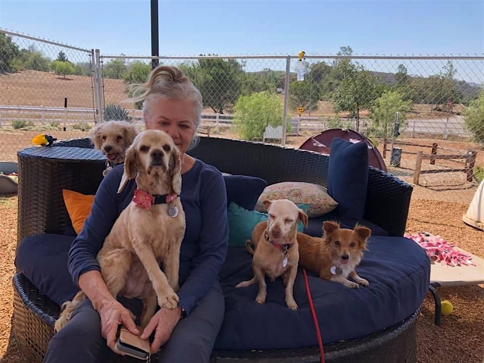 Relax with Friendly Rescue Dogs