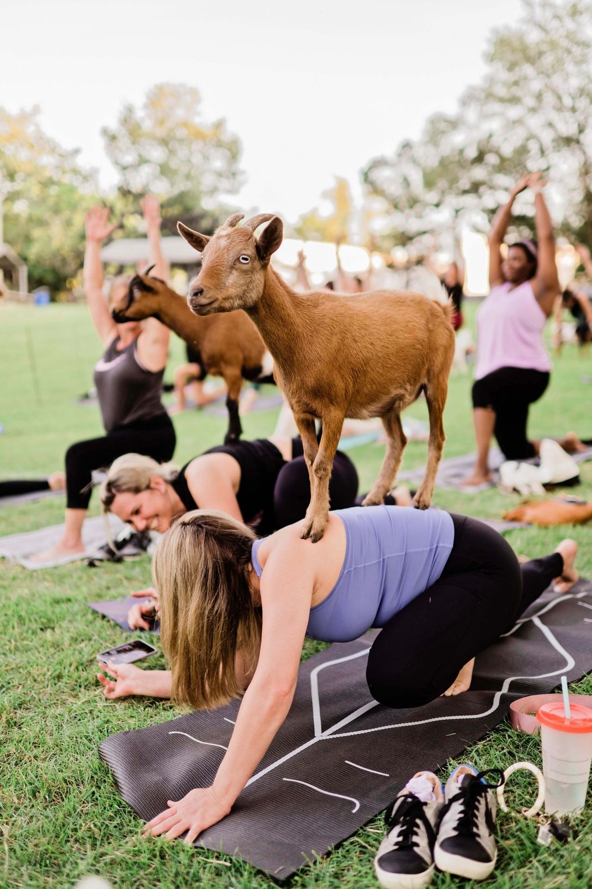 Goat Yoga @ Lakeland International Harvester Park