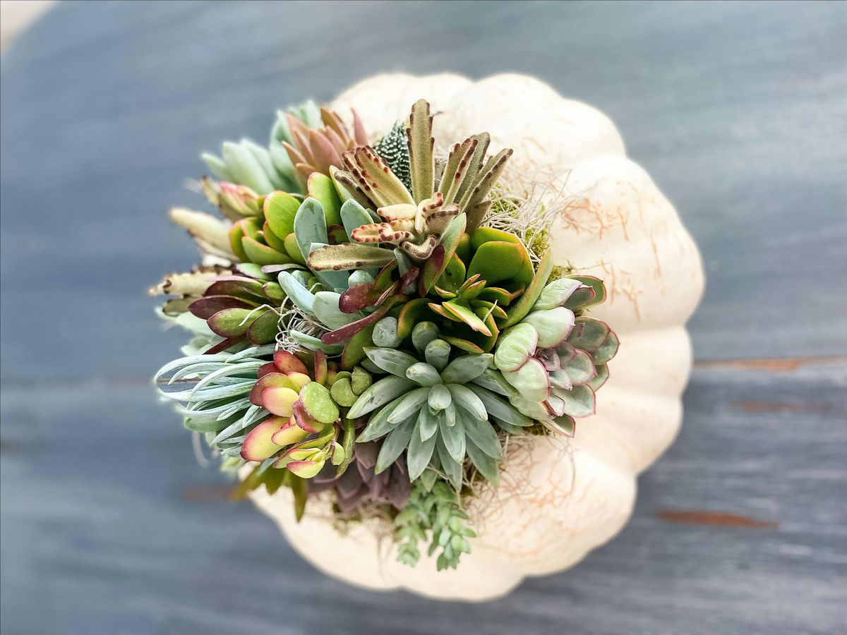 Make + Take: Pumpkin Succulent Centerpiece