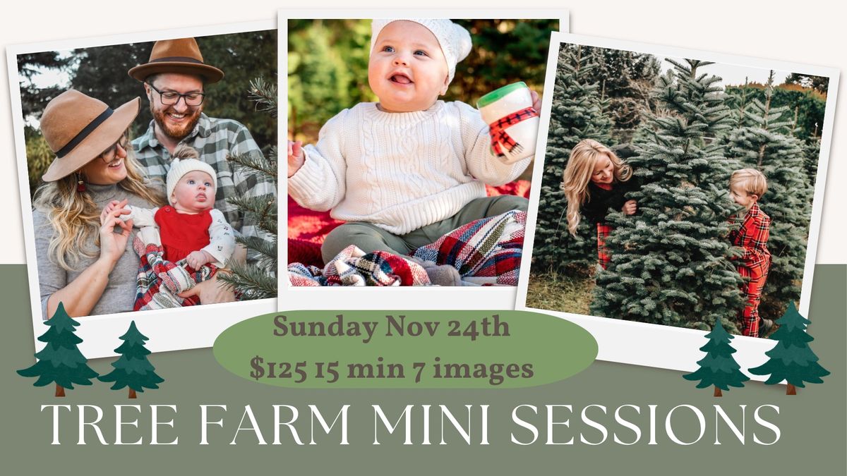 Tree farm mini sessions 